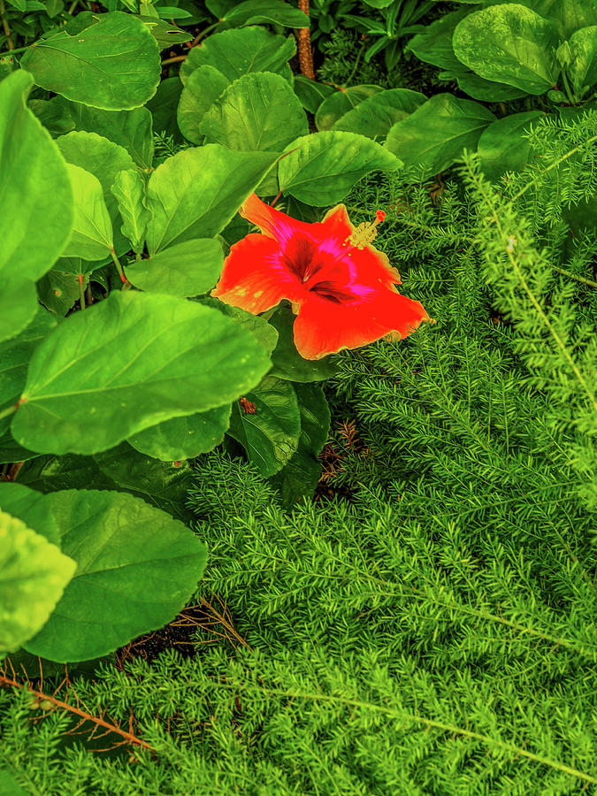 Red Hibiscus in Green Foliage Photograph by James C Richardson