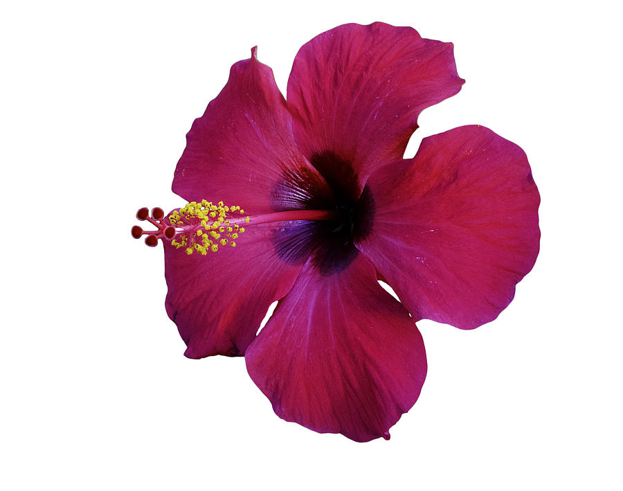 Red Hibiscus Photograph by Jeff Phillippi