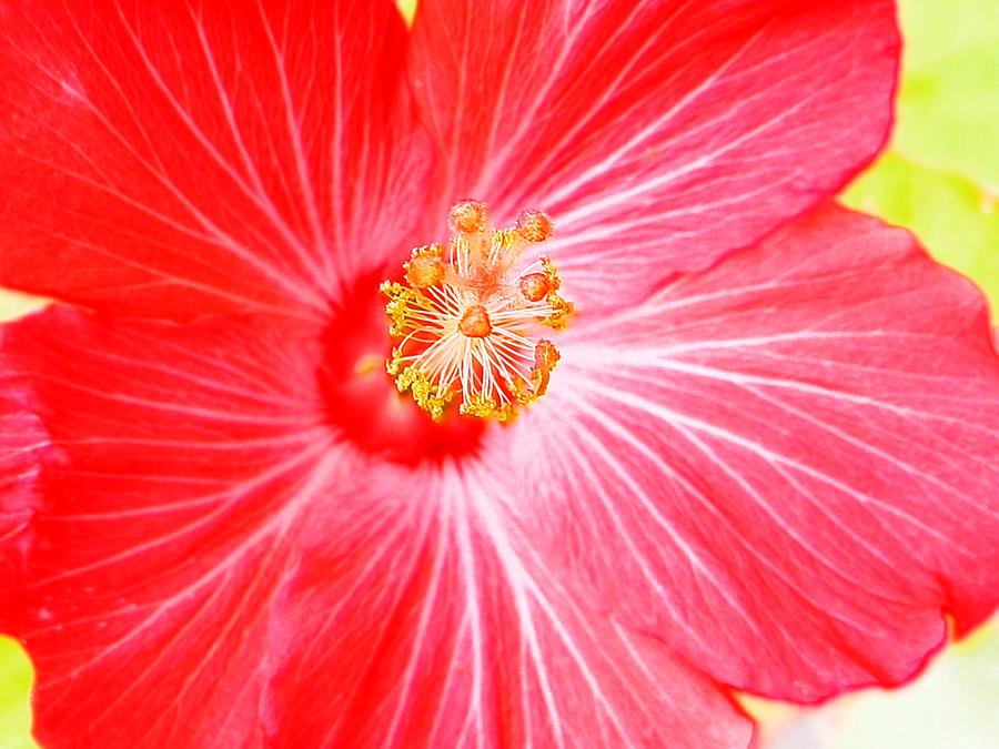 Red Hibiscus Magic Photograph by Belinda Lee