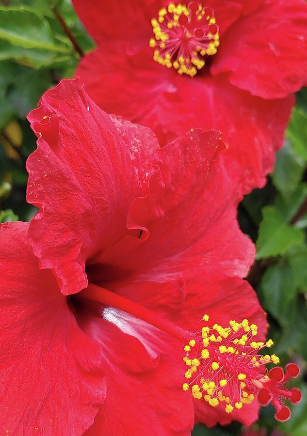 Red Hibiscus Photograph by Meghan Gallagher