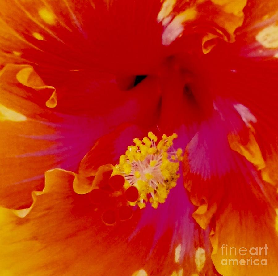 Red hibiscus  Photograph by Natalia Wallwork