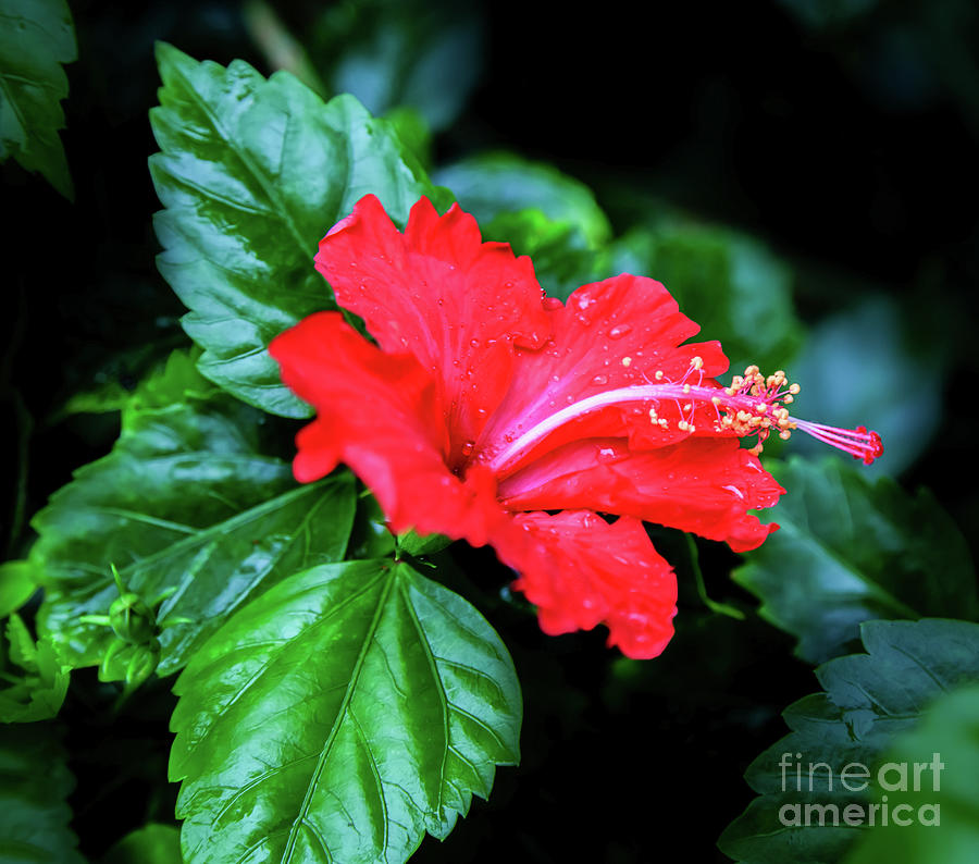 Red Hibiscus Photograph by Neala McCarten