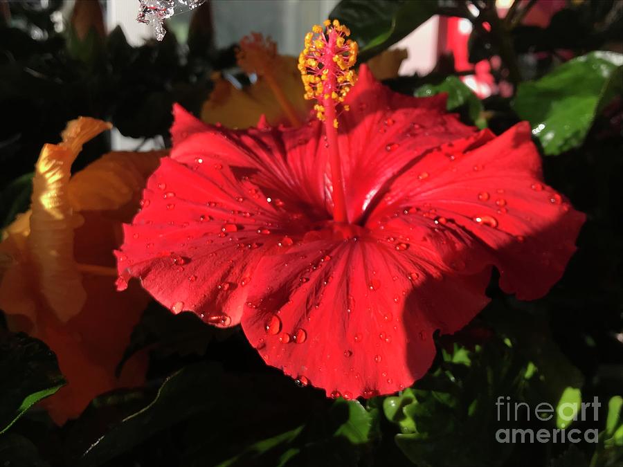 Red Hibiscus  Photograph by Nona Kumah