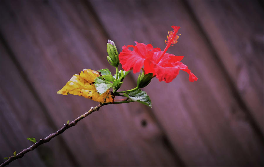 Red Hibiscus On A Stem Digital Art