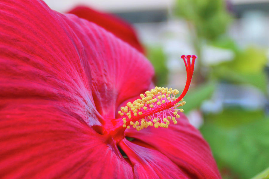 Red Hibiscus Pistil and Stamen Photograph by Robert Banach