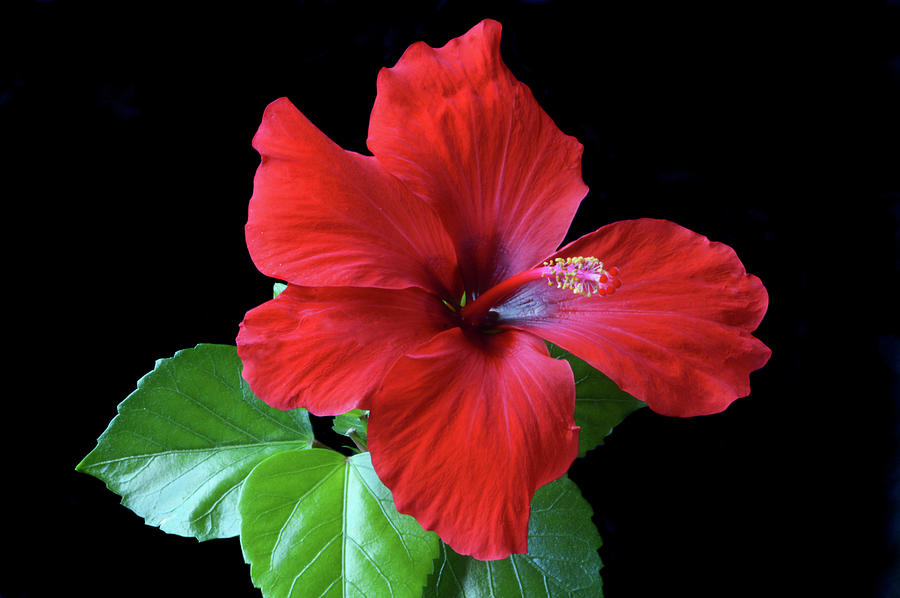 Red Hibiscus Portrait Photograph by Terence Davis