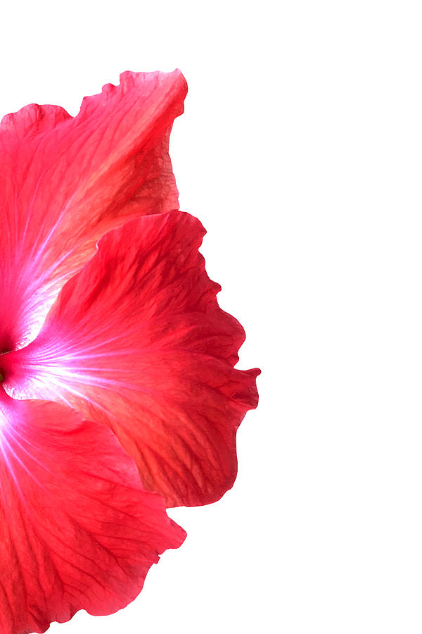Red Hibiscus Print Photograph by Lisa Cuipa