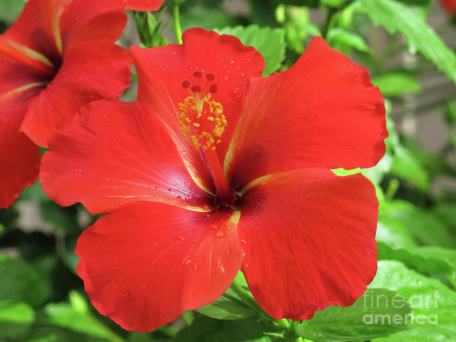 Red Hibiscus Photograph by Tina Uihlein