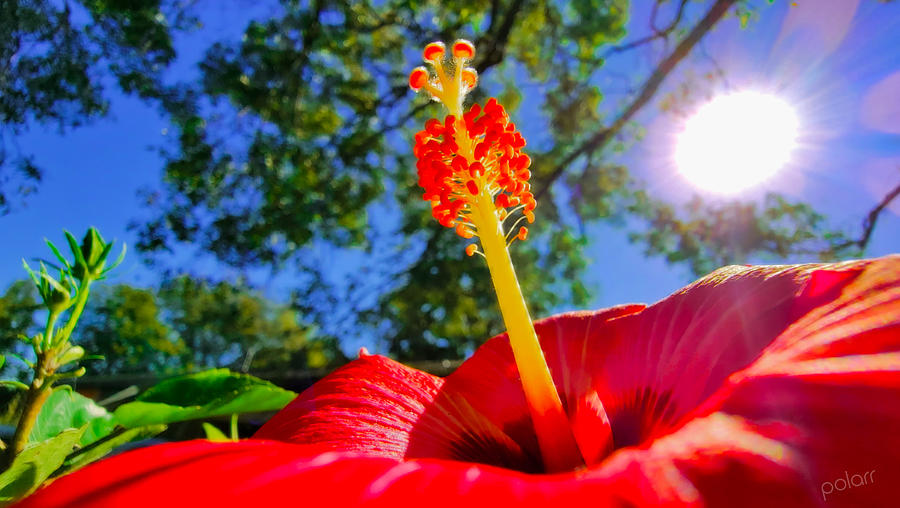 Red Hibiscus Photograph By Werstler William Fine Art America