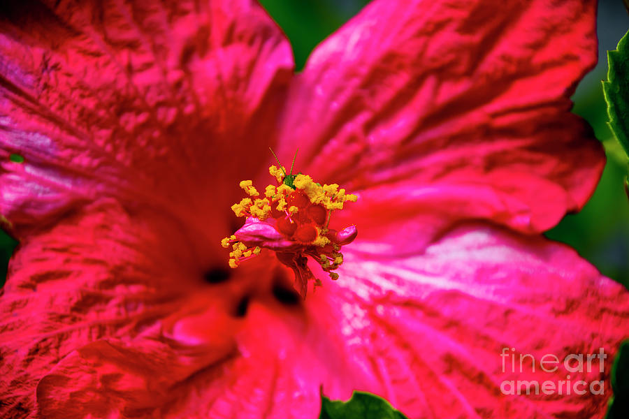 Red Hibiscus with Little Green Visitor Photograph by Al Bourassa