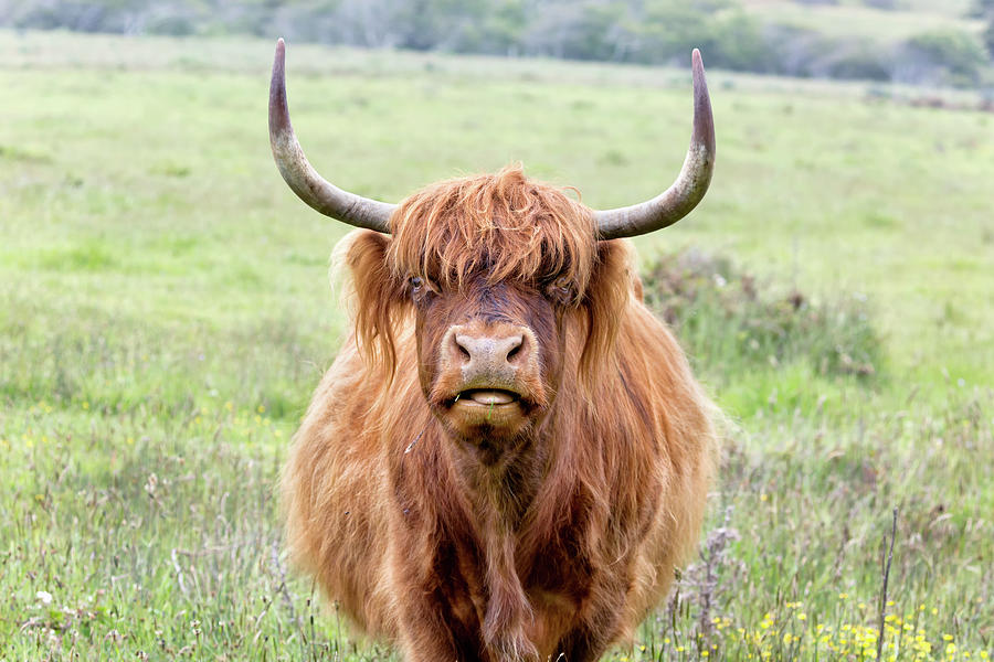 Red Highland Cow At Albion Photograph