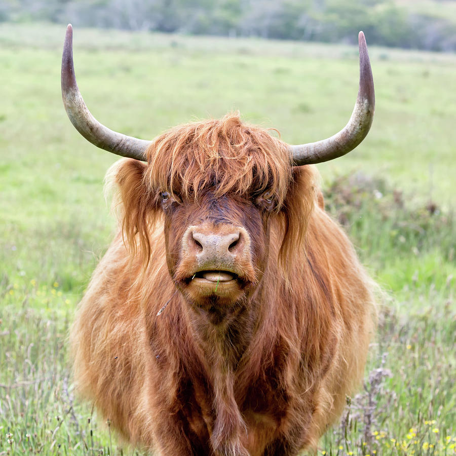 Red Highland Cow Photograph