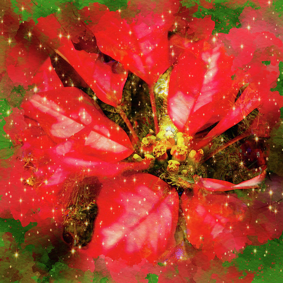 Red Holiday Poinsettia Mixed Media by Tatiana Travelways