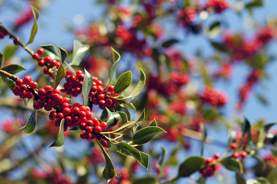 Red holly berries in ancient English woodland Photograph by Robert Rogers