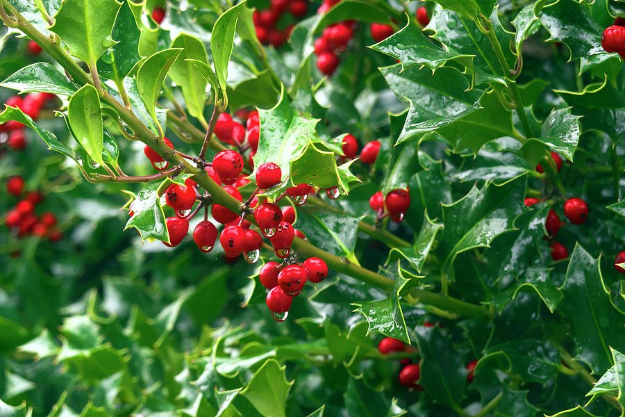 Red Holly Berries in the Rain by Sharon Talson Red Holly Berries in the Rain by Sharon Talson
