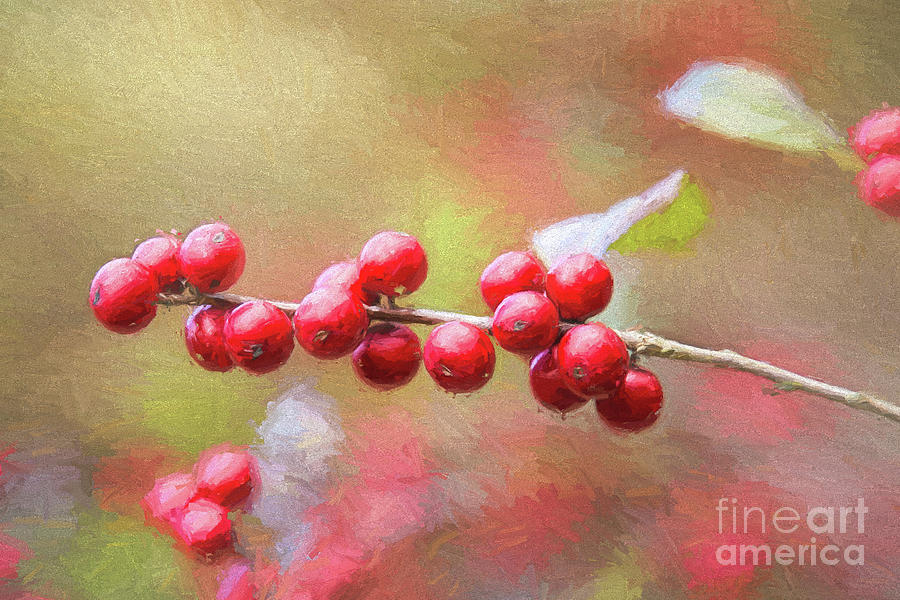 Red Holly Berries  Digital Art by Sharon McConnell