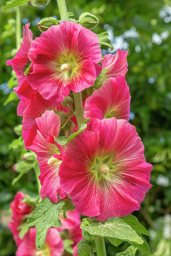 Red Hollyhocks Photograph by Cate Franklyn