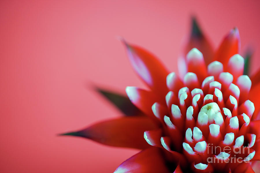 Flowers Still Life Pyrography - Red Hope by Nando Lardi