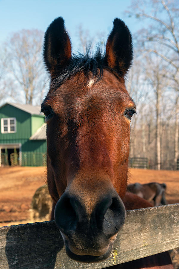 Red Horse Photograph by Allen Carroll