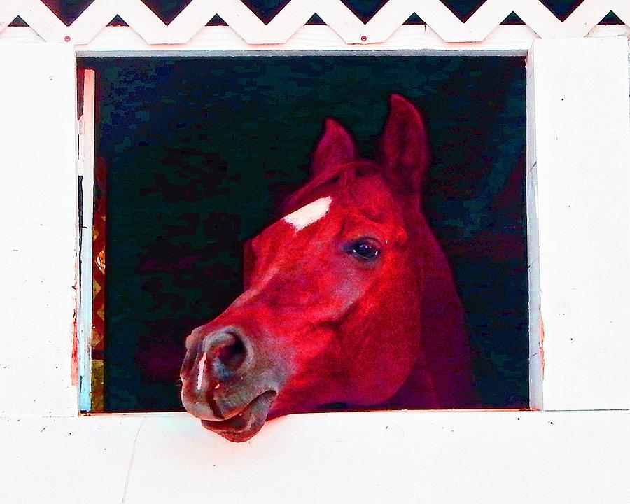 Red Horse Photograph by Andrew Lawrence