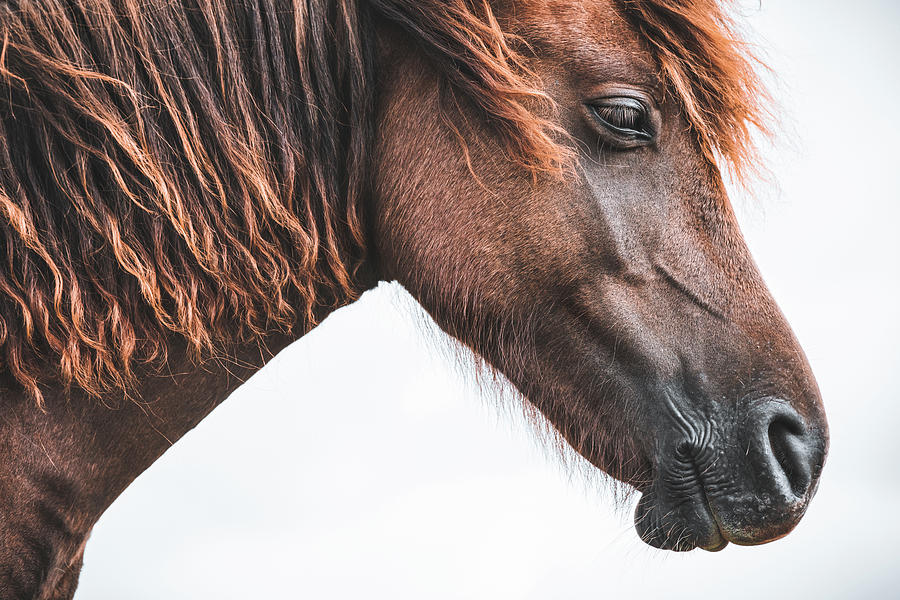 Red - Horse Art Photograph by Lisa Saint