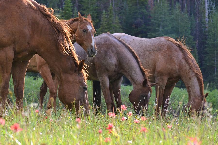 Red Horses Photograph by Alden White Ballard