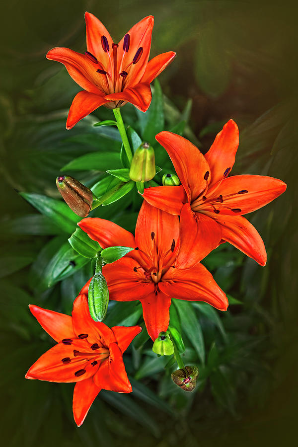 Red Hot Asiatic Lily Photograph by Marcia Colelli - Fine Art America