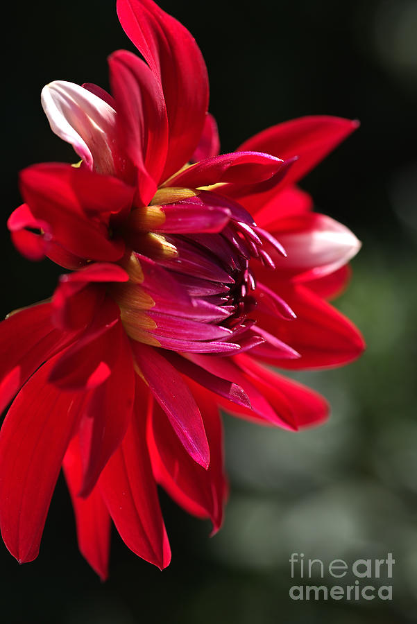 Nature Photograph - Red hot Dahlia by Joy Watson