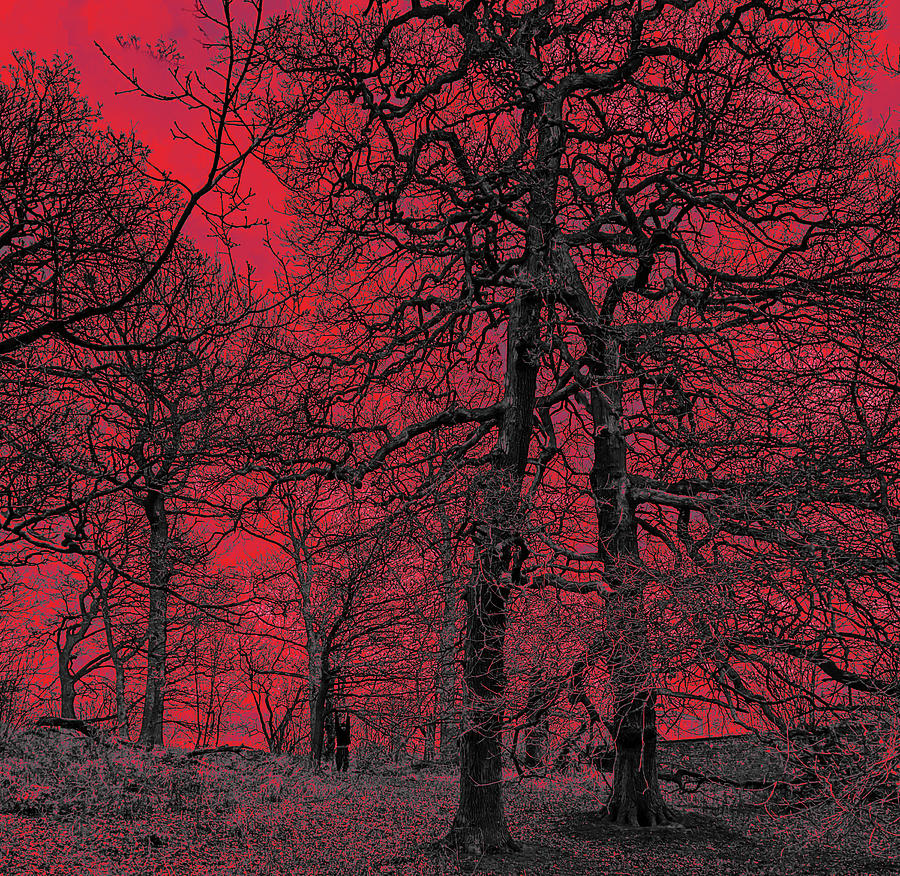Red Hot Forest Digital Art by Edward Gold - Fine Art America