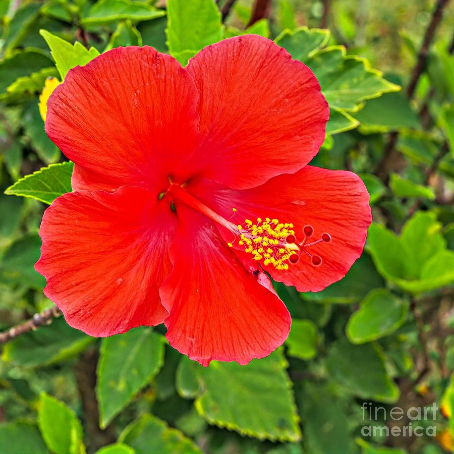 Red Hot Hibiscus Photograph