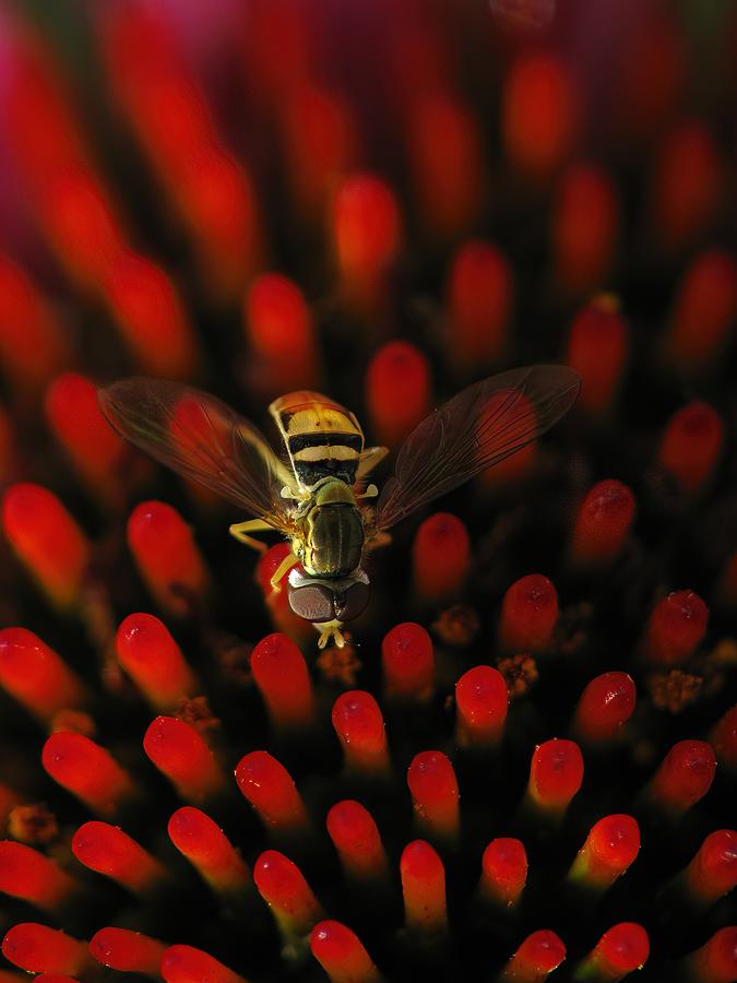 Red Hot Hover Fly Photograph by Lens Art Photography By Larry Trager