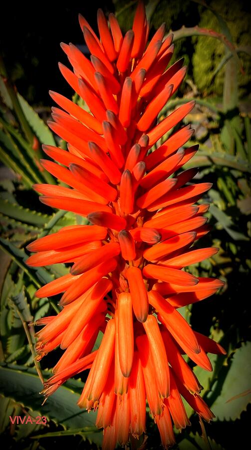 Red  Hot  Poker  Aflame Photograph by VIVA Anderson