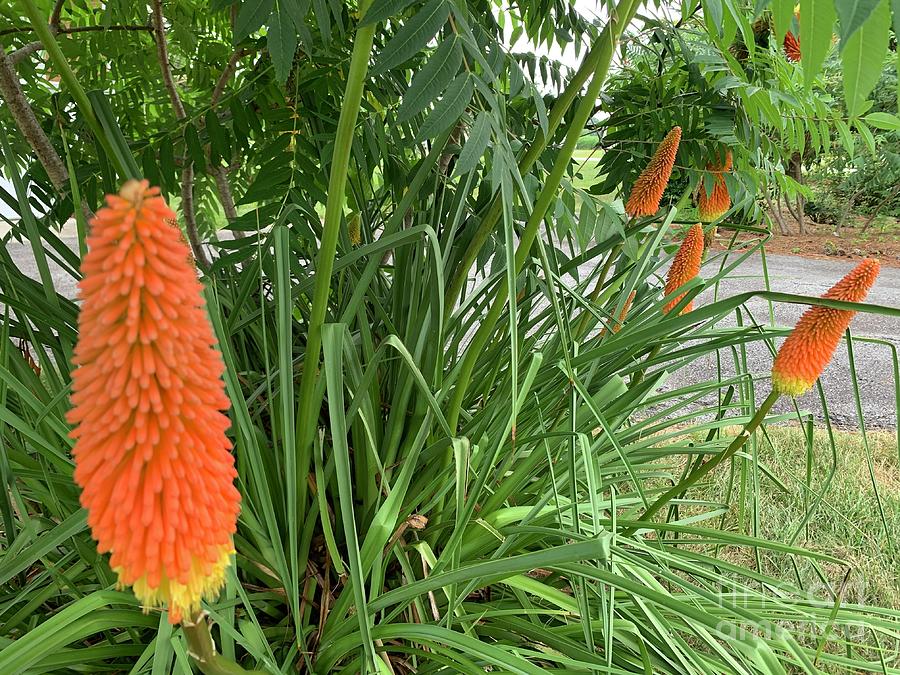 Red Hot Poker Photograph by Catherine Wilson