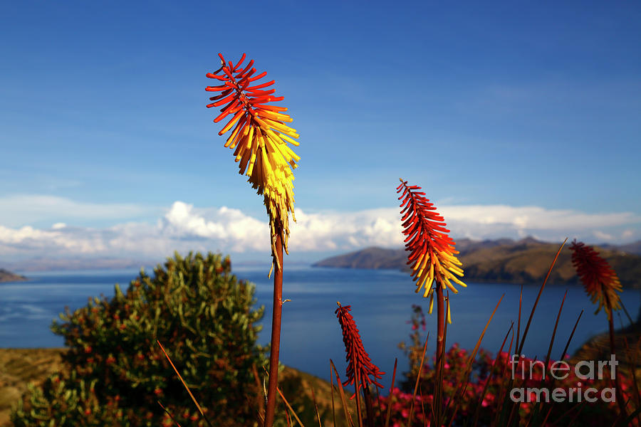 Red hot poker flowers and Lake Titicaca Bolivia Photograph by James Brunker