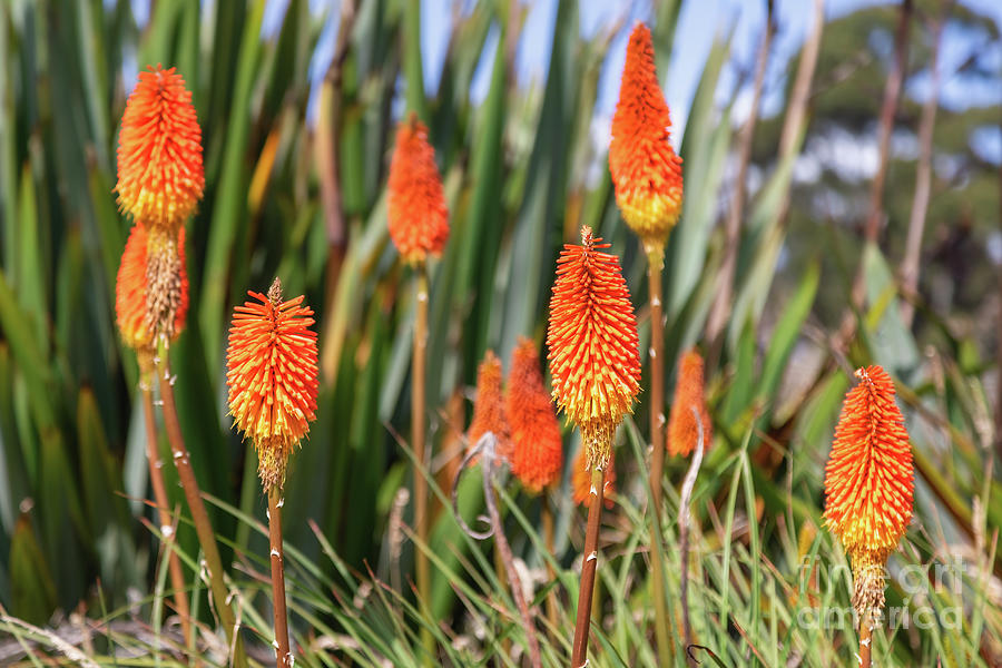 Red hot poker flowers, kniphofia, also known as poker plants or  Photograph by Jane Rix
