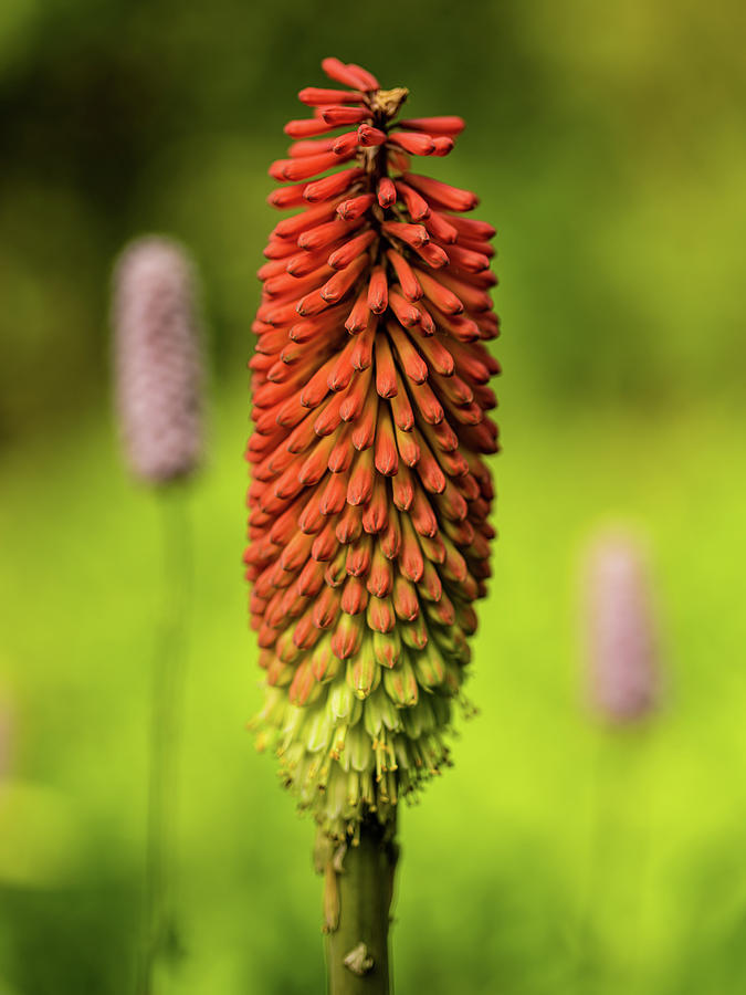 Red hot poker  Photograph by Average Images