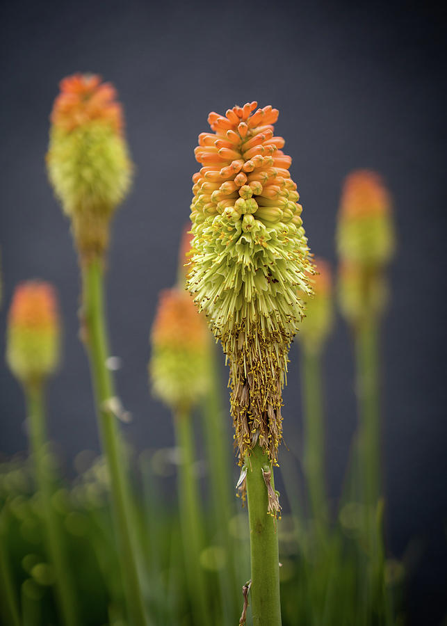 Red Hot Poker Photograph by Kevin Schwalbe