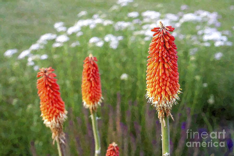 Flowers Still Life Photograph - Red-hot poker or torch lily flowers in a garden by William Kuta