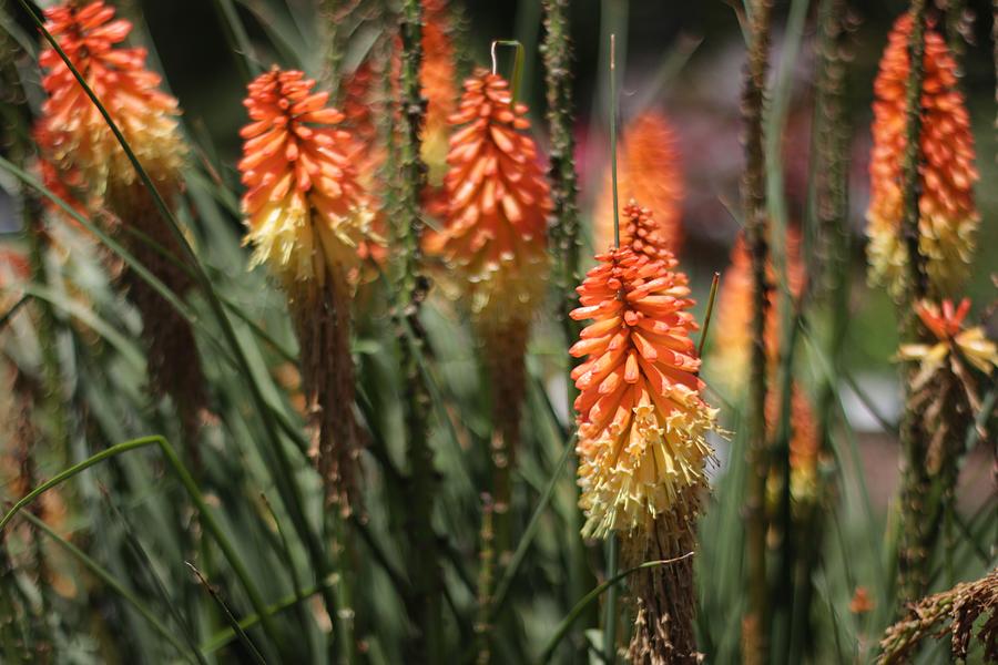 Red Hot Poker Photograph Photograph By Joseph Reafsnyder - Fine Art America