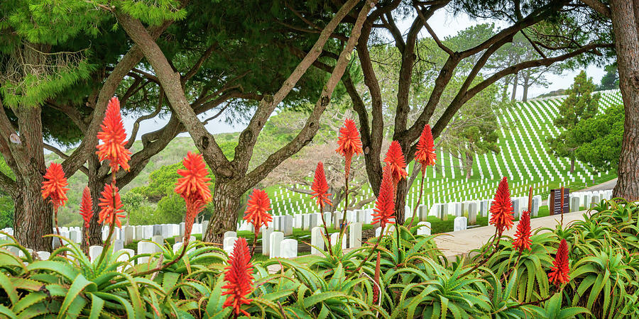 Red Hot Pokers Ft Rosecrans National Cemetery CA 7R2_DSC3160_17-01-14 Photograph by Greg Kluempers