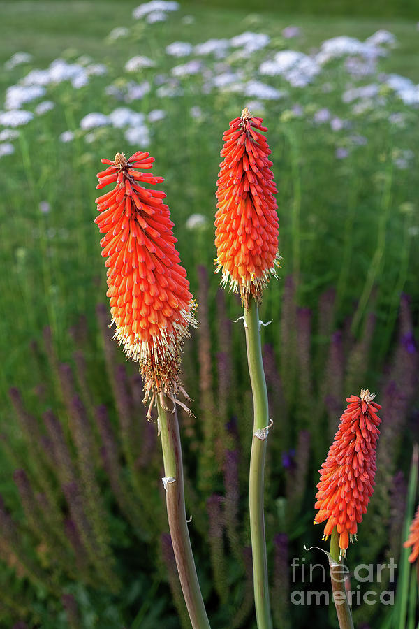 Red Hot Pokers Photograph by William Kuta