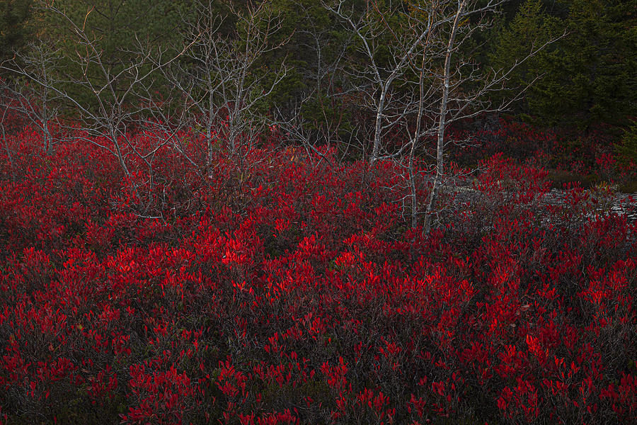 Red Huckleberry and Bare Limbs Photograph by Irwin Barrett