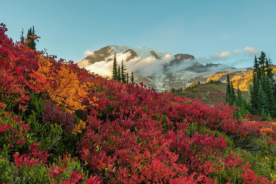 Red Huckleberry in Front of Mount Rainier Photograph by Kelly VanDellen