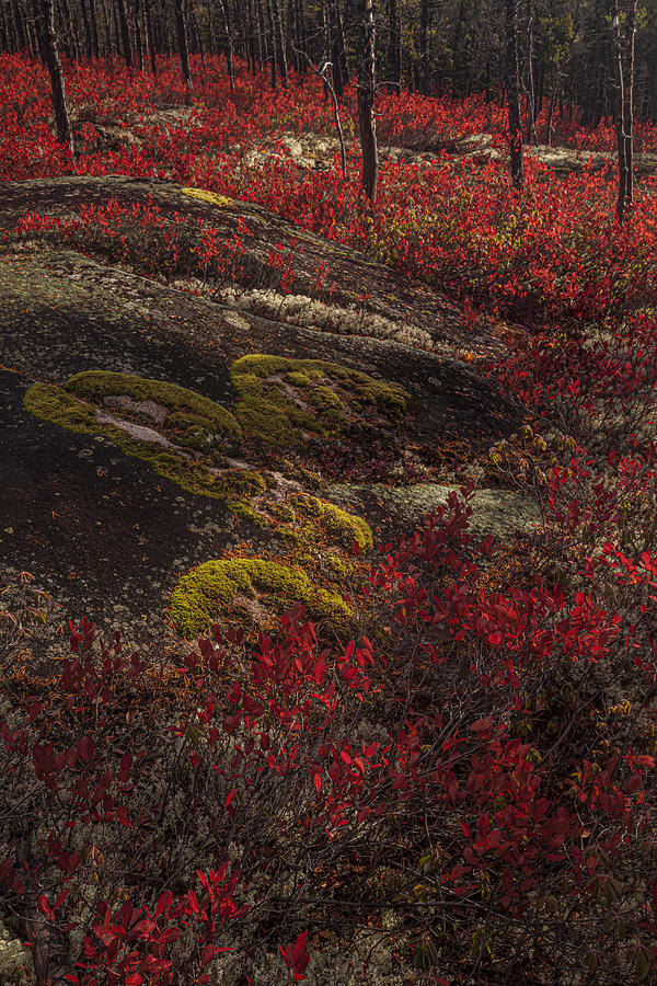 Red Huckleberry leaves and green moss Photograph by Irwin Barrett