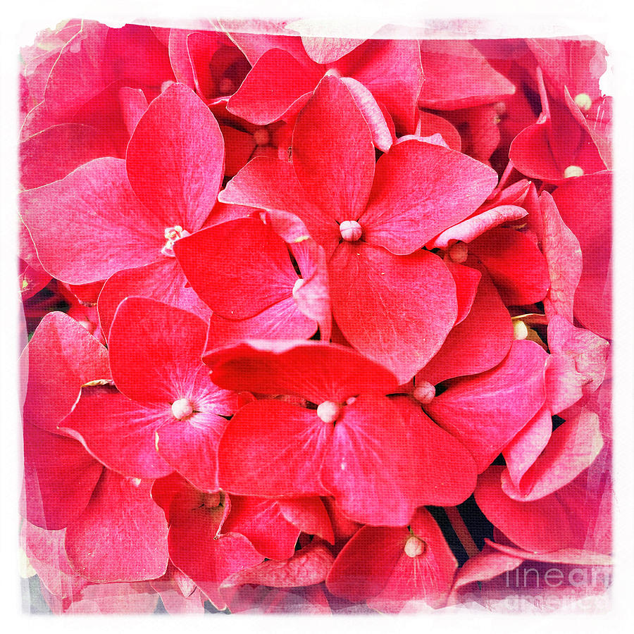 Red Hydrangea Photograph by Nina Prommer