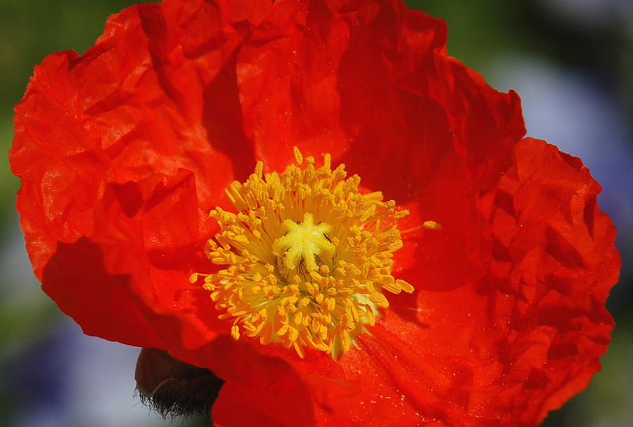 Red Iceland Poppy Photograph by Suzanne Gaff