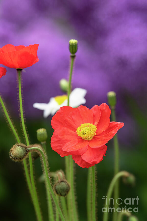 Red Icelandic Poppy Garden Gnome Flower in June Photograph by Tim Gainey Red Icelandic Poppy Garden Gnome Flower in June Photograph by Tim Gainey