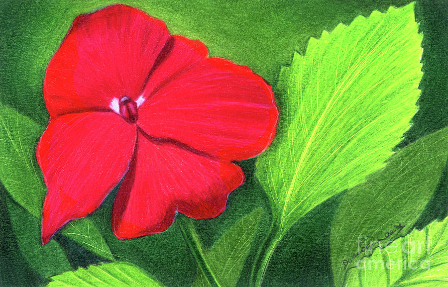 Red Impatien 021024 Painting by Dorothy Lee