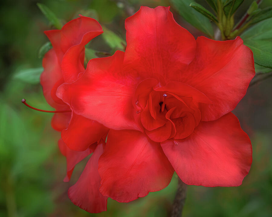 Red In Bloom Photograph by Dodie Ross Red In Bloom Photograph by Dodie Ross