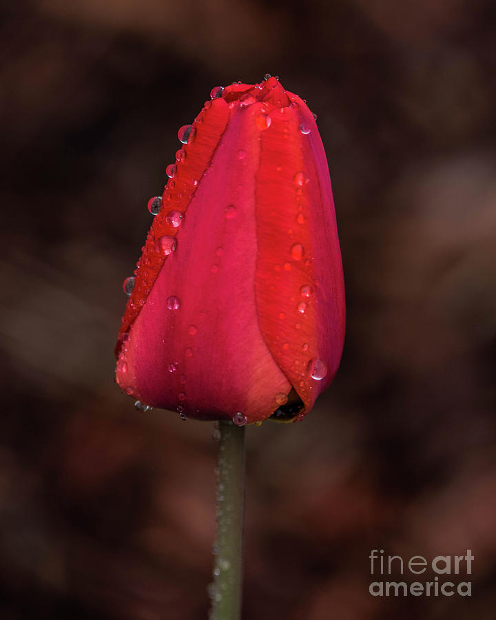 Red in Rain Photograph by Grace Grogan